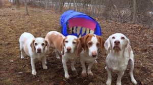Dogs Find Slide Eater in Woods!