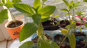 Шоколадная мята, 1 партия. 29 мая 2025г