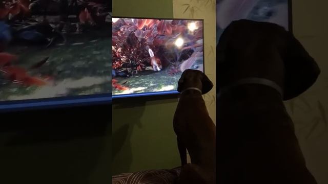 Собака смотрит мультик смотреть онлайн