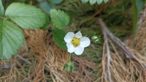 Цветок клубники, муравьи