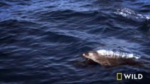 Turkeys in Disguise (Full Episode) | United States of Animals | Nat Geo Wild
