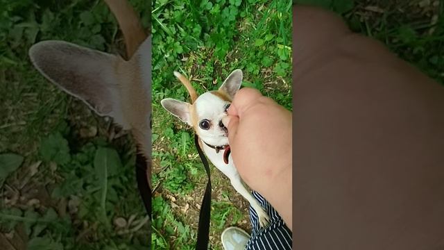 Сеня сегодня еле дождался пока его выведут