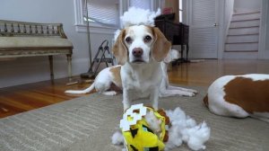 Dogs vs GIANT Minecraft Bee Prank: Funny Dogs Maymo, Penny, Potpie vs Minecraft in Real Life