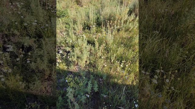 RELAX. Nature. MIX MY PHOTO AND VIDEO. ОТДОХНИ. Природа. МІХ МОИ ФОТО И В смотреть онлайн