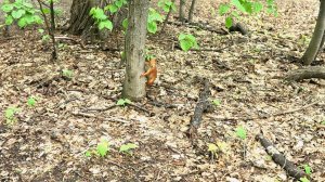 Прогулка в лесу летом/ Прогулка в парке Горького Казань