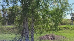 ПОДАРИ, БЕРЁЗКА, МНЕ СВОИ СЕРЁЖКИ!