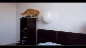 Кот лопнул шарик и улетел / Cat burst balloon
