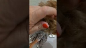 Паола Рейна кукла Валерия с буклями 2024.  Распускаю бук?