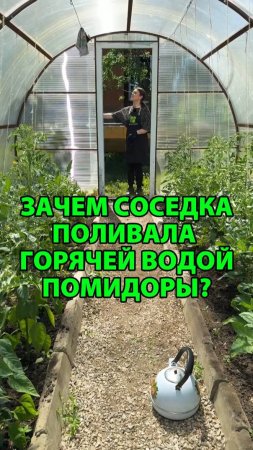 Зачем соседка поливала горячей водой помидоры