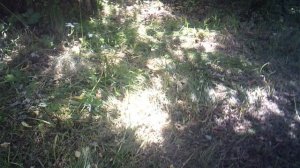 Один из признаков недополива - обвислость листьев