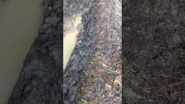 Рассеянный склероз. Попали на жуткое бездорожье в лес?