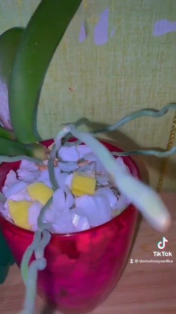 Посадила две орхидеи в один горшок! #shortvideo #orchid #flower смотреть онлайн