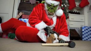 Dogs, Puppy & Grinch Ruin Christmas: Funny Dogs Maymo, Penny, & Potpie