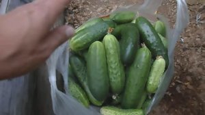 МОИ ОГУРЦЫ В ЛЮБОЕ ВРЕМЯ ЦВЕТУТ И ПЛОДОНОСЯТ, СБОР УРОЖАЯ ОГУРЦОВ В ПАРНИКЕ, 16 СЕНТЯБРЯ 2017