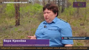 Сибирский шелкопряд в Оловянной захватывает новые деревья в зоне своего обитания