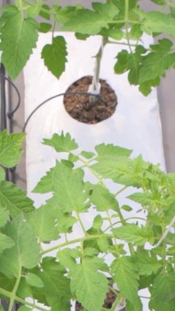 Индетерминантные томаты  🍅🌱