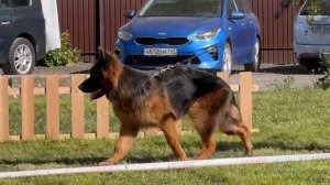 БЕБИ КОБЕЛИ ДШ / КЧК БРОННИЦЫ 25 мая`25 F.Bogoeski, О.Васильев Моно немецких овчарок