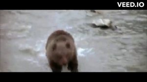 Dash Berlin - Never Cry Again (When you come home to me) Vs Wild life and Funny cartoon