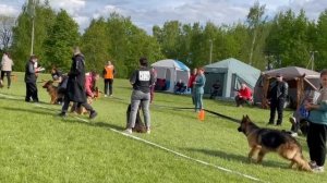 РАБОЧИЙ СУКИ ДШ / КЧК+ БОРИСОВ (BY) 17 мая`25 M.Jovovic Моно немецких овчарок