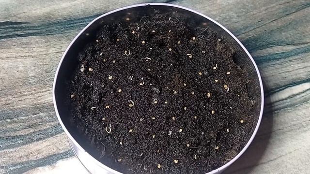 🍆Сеем баклажаны на рассаду🍆Огород на подоконнике🍆 смотреть онлайн