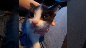 Котенок мальчик возраст 1,5 месяца