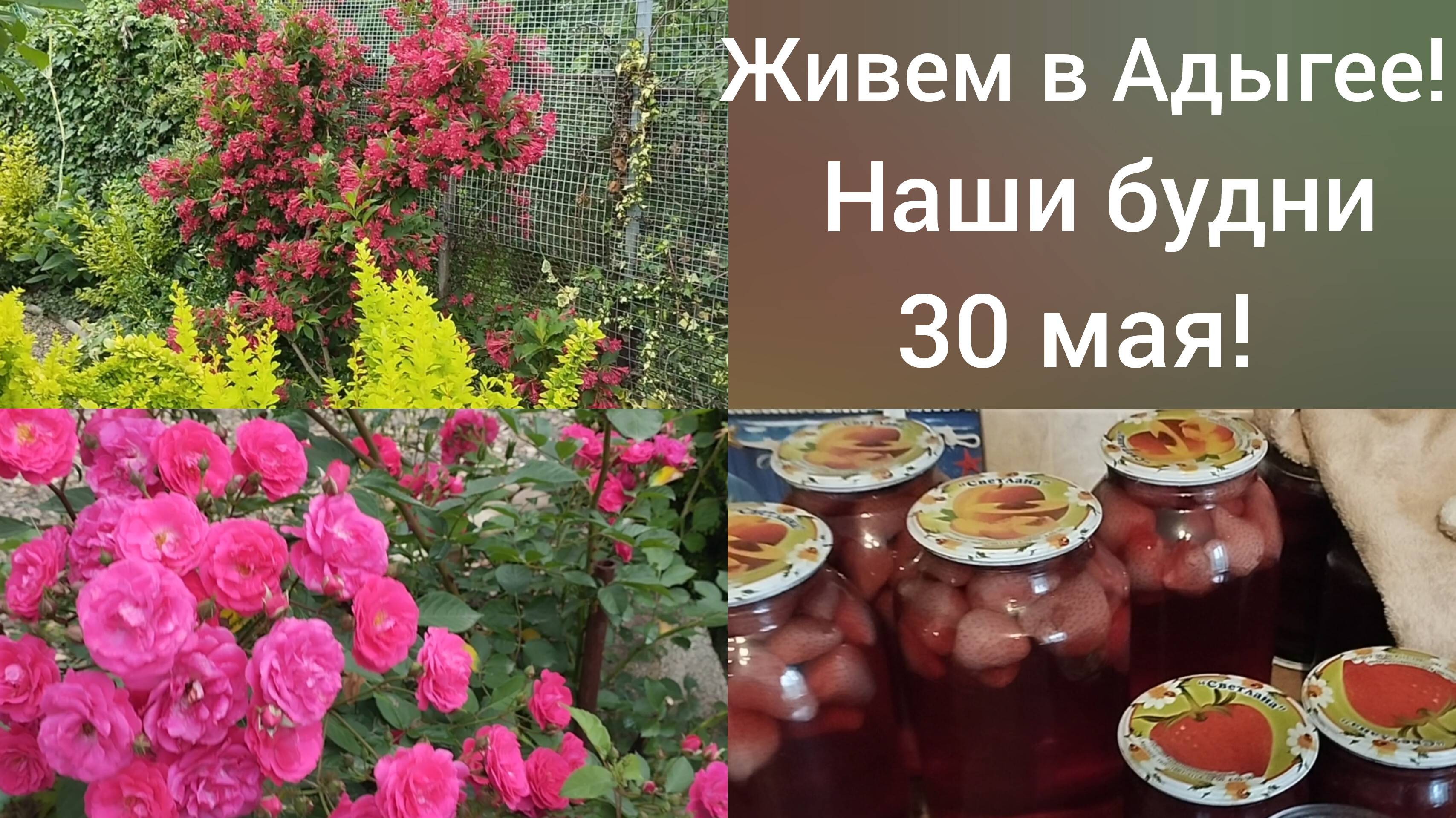 Переехали в Адыгею/Последние дни весны/Заготовки начались/В саду всем цветет/