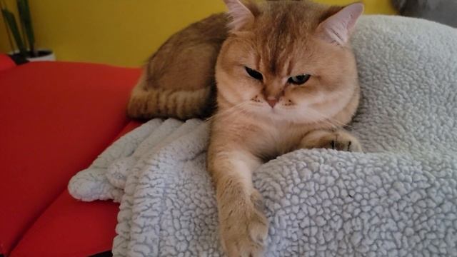 Джонни: Это мое королевство и мое любимое место. смотреть онлайн