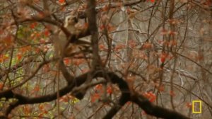 Tiger Jungles (Full Episode) | Secrets of Wild India | Nat Geo Animals