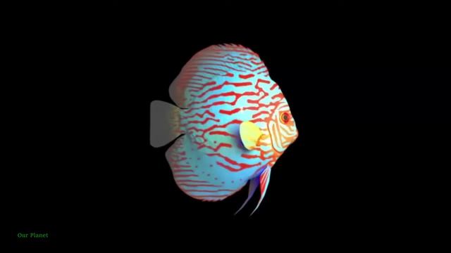 Квантовая Запутанность. Ключ к Созданию 3D-Голограмм Будущего.
