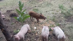 кабаненок освоился