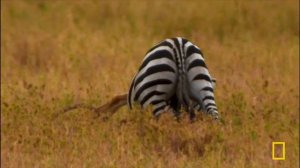 African Predators Fight to the Death (Full Episode) | Cat Wars: Lion vs. Cheetah | Nat Geo Animals