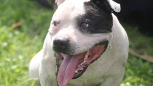 Проект «Питомцы в Москве» обзаведется талисманом