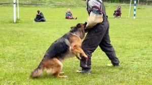 3 О/Отл. Panda Band TATARKA +++ №131 / КЧК+ БОРИСОВ (BY) 17 мая`25 M.Jovovic Моно немецких овчарок