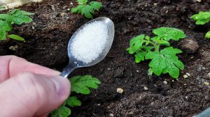 Первая очень важная подкормка рассады! Рассада крепкая низенькая и урожая в 100 раз больше всегда!