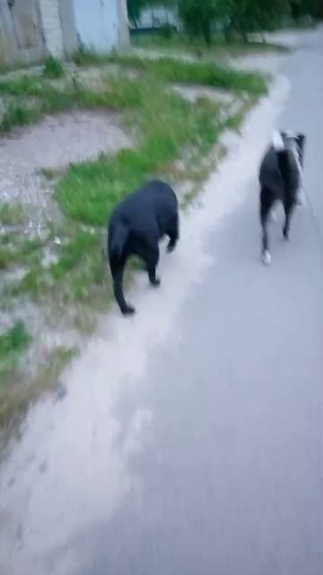 rutube.ru