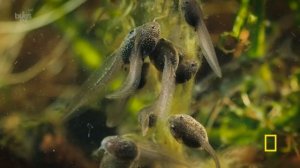 30 Minutes of Calming Bug Sounds + Lo-Fi Chill Beats | A Real Bug's Life