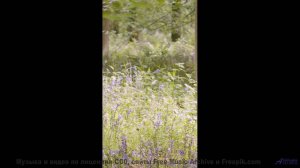 Когда музыка звучит так, будто её написал сам океан... - Rejecting Earthly Temptation -- Kirk Osamay