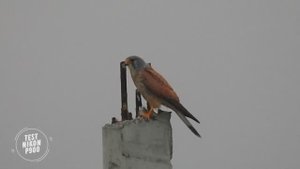 Пустельга обыкновенная на супер зум