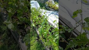 Работы после заморозка. Удаление усов и пасынков.