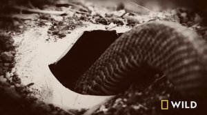 Snakes vs. Robots (Full Episode) | Dangerous Encounters | Nat Geo Animals
