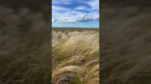 Крымские пейзажи. Западный Крым сегодня. Ковыль и облака. #ковыль #западныйкрым #степь