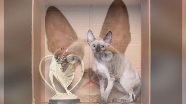 Fancy Rex - уникальные инопланетные кошки корнишрекс