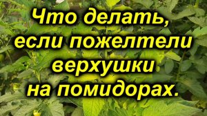 🍅 Почему желтеет верхушка у томатов? Срочное решение проблемы!