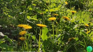 Пение птиц/Звуки деревни/Голоса коровы и петухов /Звук