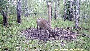 красавец на солонце.