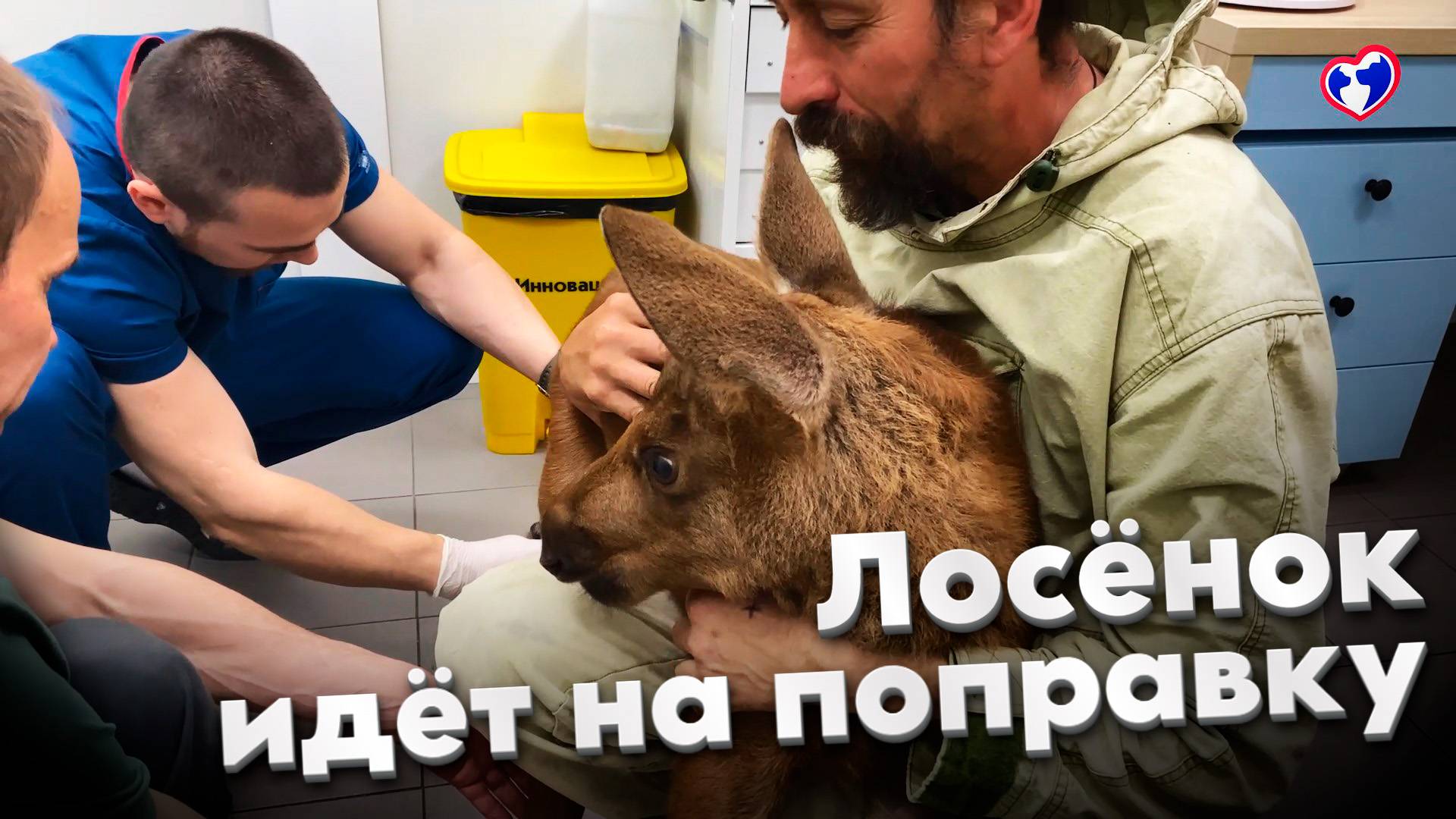 Сержик идёт на поправку! Успешная реабилитация лосёнка после травмы