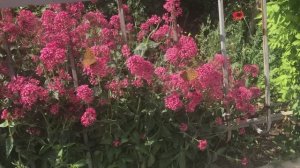 Бабочки на цветах - бабочки в сердцах...