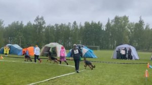 ПОДРОСТКИ КОБЕЛИ / КЧК+ БОРИСОВ (BY) 17 мая`25 M.Jovovic Моно немецких овчарок
