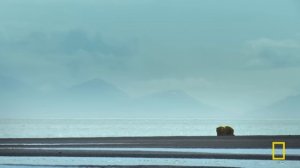 Queens: Coastal and Mountain Matriarchs | MEGA EPISODE | Nat Geo Animals