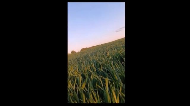 МОЙ ОТДЫХ НА ПОЛЕ... - И МОИ - ХРИСТА-ПАРУСИИ - ШИВЫ, - ДУХО смотреть онлайн